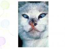 Презентация по теме Млекопитающие или Звери