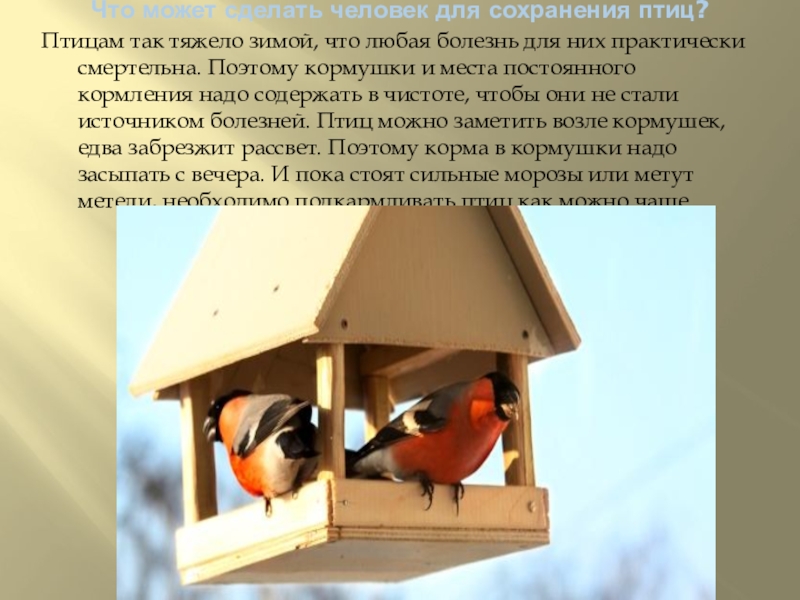 У птицы сохраняются. Сохранение птиц. Как сохранить птиц. Птицы Иркутской области. Что могут сделать люди для птиц.