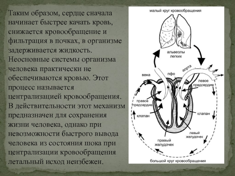 Сердце образа. Процесс качания крови в организме. Сначала первая сердца писать. С каким давлением сердце качает кровь по организму.