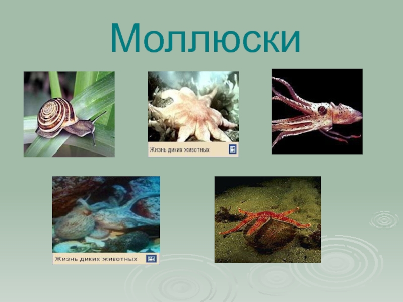 Три примера животных моллюски. Группы животных моллюски. Группа моллюски. Примеры моллюсков животных. Беспозвоночные моллюски.