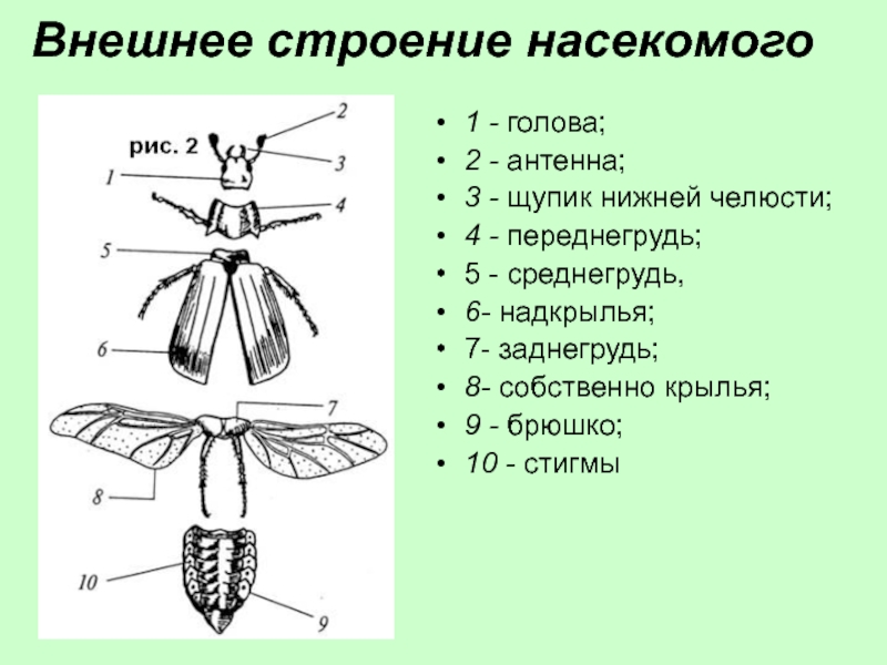 Внешнее строение насекомого1 - голова; 2 - антенна; 3 - щупик нижней челюсти;4 - переднегрудь;5 - среднегрудь,