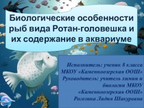 Презентация к проекту Содержание ротана в аквариуме
