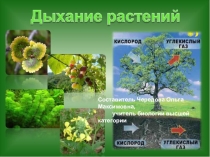 Презентация по биологии на тему Дыхание растений (6 класс)