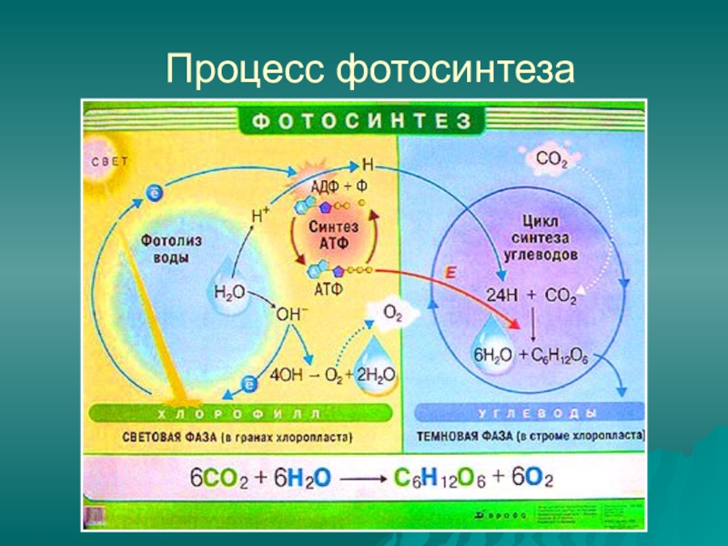 Схема фотосинтеза 8 класс биология