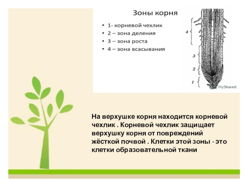 Находиться какой корень. Корневой чехлик защищает от. Зоны корня от корневого чехлика. Что защищает корень от повреждений. Зона защищающая верхушку корня.