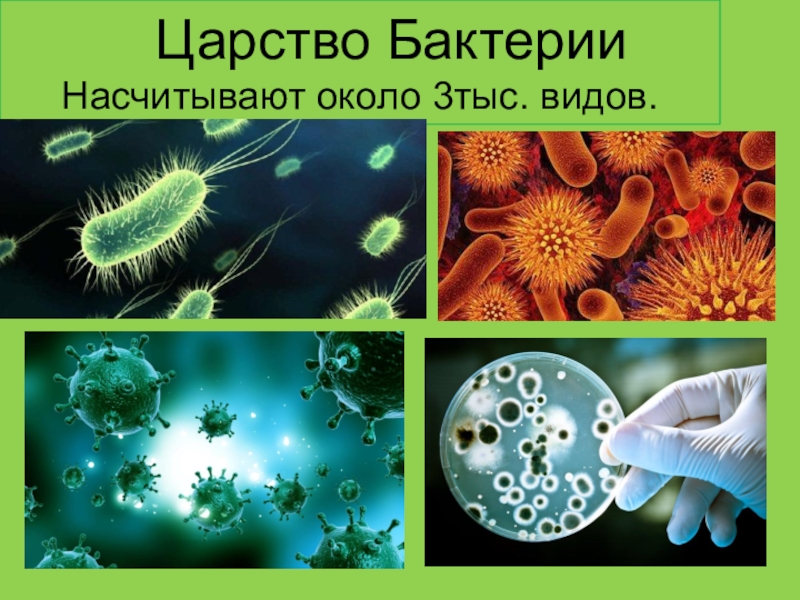 6 класс царства живой природы презентация