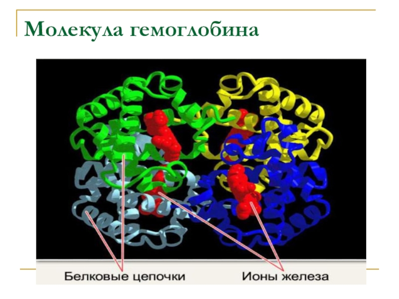 Молекула гемоглобина. Молекула белка гемоглобина. Модель гемоглобина. Белковые цепи гемоглобина.