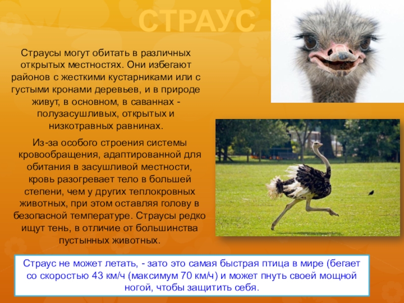 Презентация про страуса