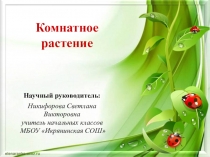 Мое комнатное растение