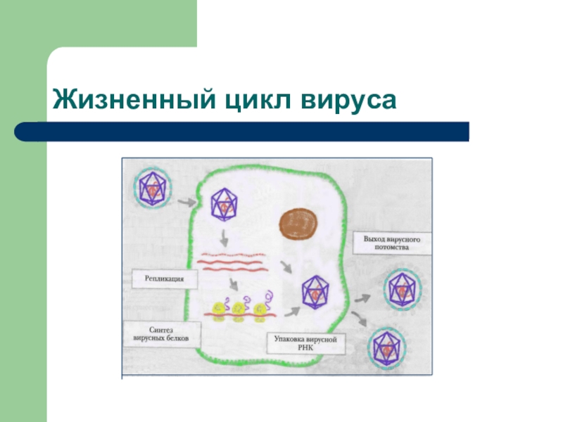 Схема жизненного цикла вируса