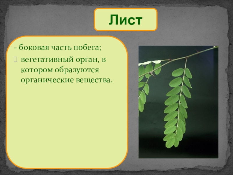 Вещества листьев. Лист боковой орган побега. Лист боковая часть побега. Листья это боковые органы. Лист боковой орган побега презентация он.