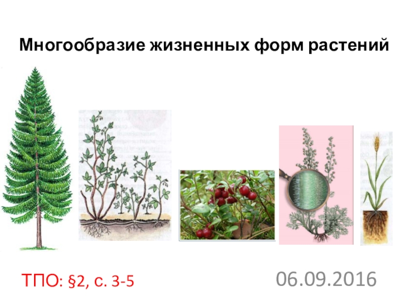 Презентация Презентация по биологии на тему Многообразие жизненных форм растений (6 класс)