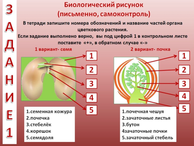 Правила биологического рисунка