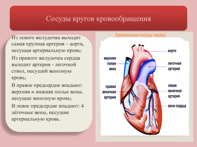 Правое предсердие аорта левый желудочек легкие левое. Сосуды входящие и выходящие из сердца. Входящие и выходящие сосуды сердца. Крупные сосуды и отделы сердца.
