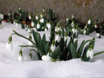 Презентация Внеклассное мероприятие к 8 марта  (Своя игра)