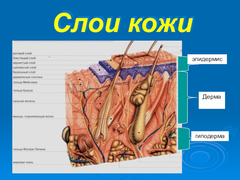 Рассмотрите рисунок 90 найдите эпидермис дерма и гиподерма