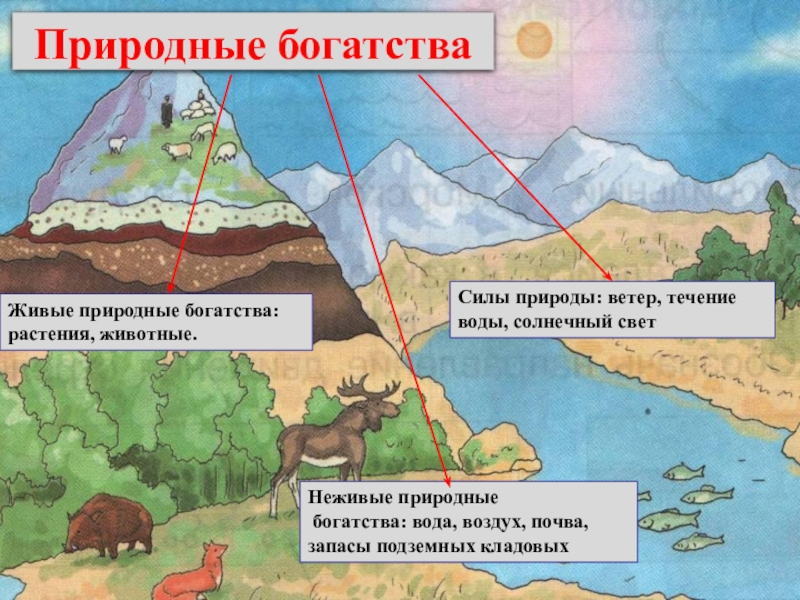 Окружающий мир богатство. Природные богатства. Богатства природы. Живые природные богатства. Богатство природы земли 3 класс.