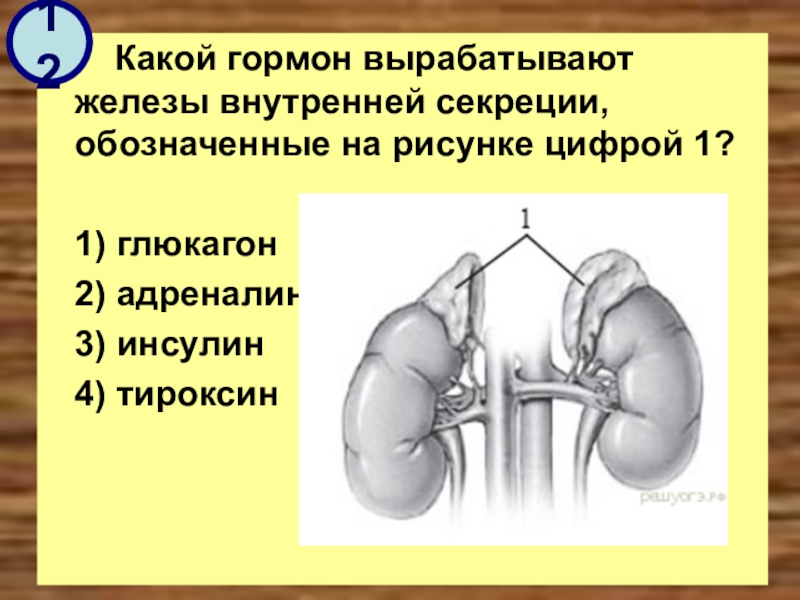 Какая железа изображена на рисунке. Какие гормоны вырабатывают железы внутренней секреции. Гормоны какой железой внутренней секреции вырабатываются. Железа внутренней секреции инсулин, глюкагон. Какие гормоны вырабатывает внутренняя секреция.