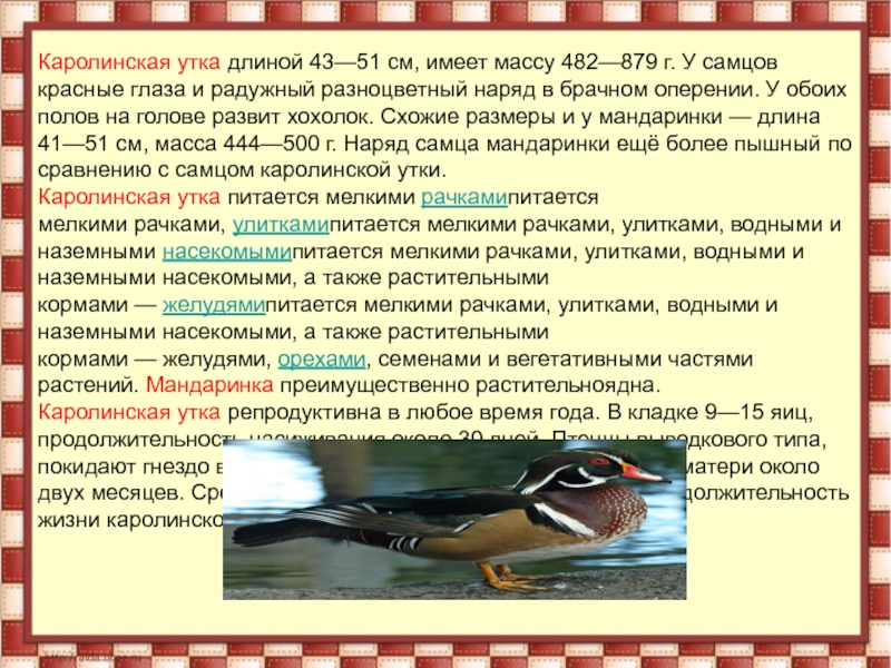 Каролинская утка длиной 43—51 см, имеет массу 482—879 г. У самцов красные глаза и радужный разноцветный наряд в брачном