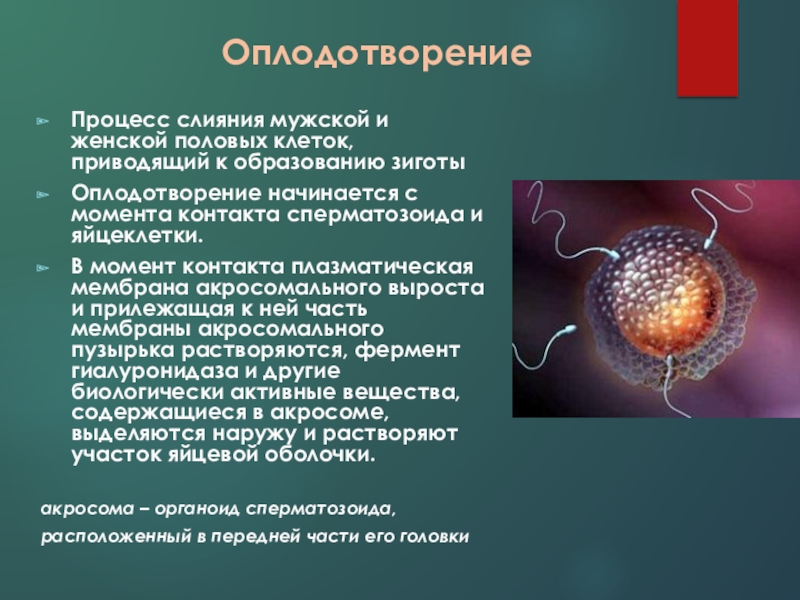 Процесс слияния мужской и женской. Процесс слияния мужской и женской половой клетки. Оплодотворение процесс слияния. Процесс слияния половых клеток. 