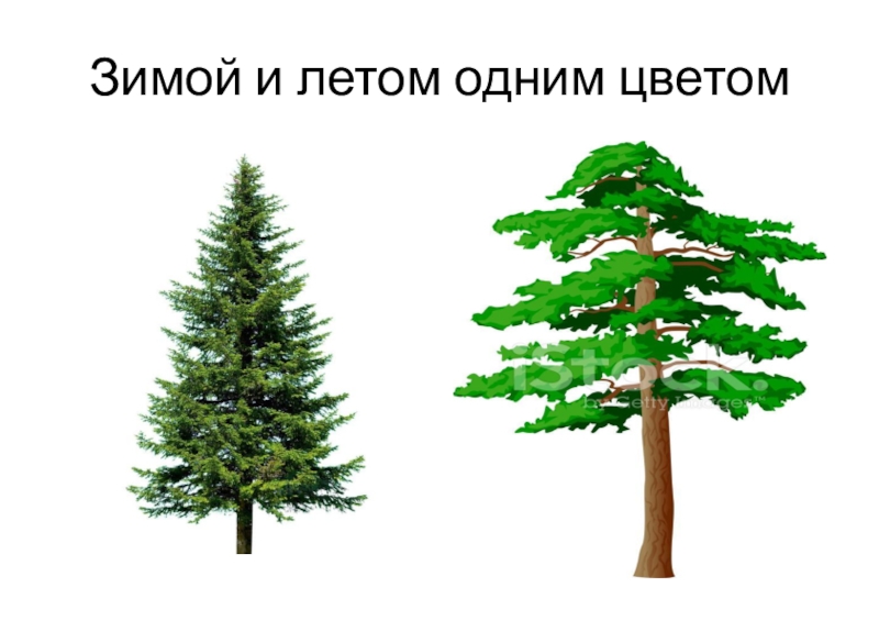 Зимой и летом одним цветам. Зимой и летом одним цветом. Зимой и летам одним цветам. Сосна зимой и летом одним цветом?. Зимой и летом одним цветом загадка.