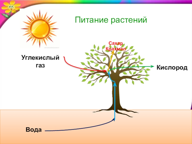 Растения питаются углекислый газ