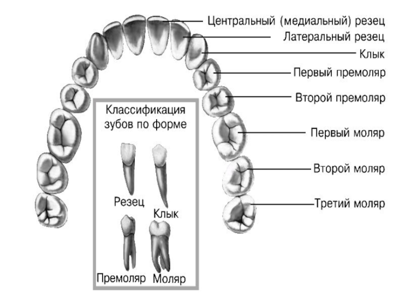 Зубы 26 и 27 на схеме