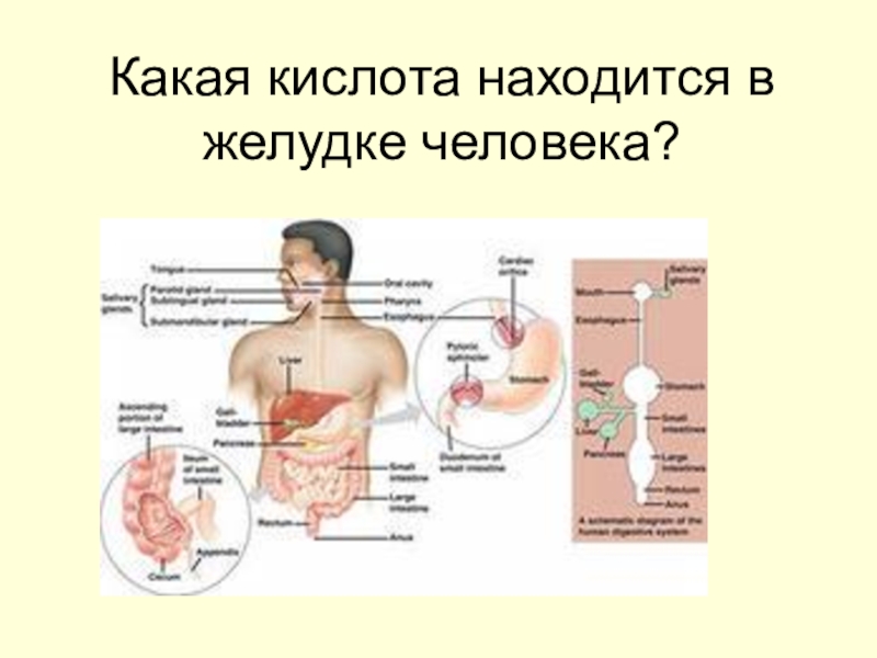 Какая кислота в желудке. Какая кислота в желудке у человека. Соляная кислота в желудке человека. Серная кислота в желудке человека. Кислота содержащаяся в желудке.