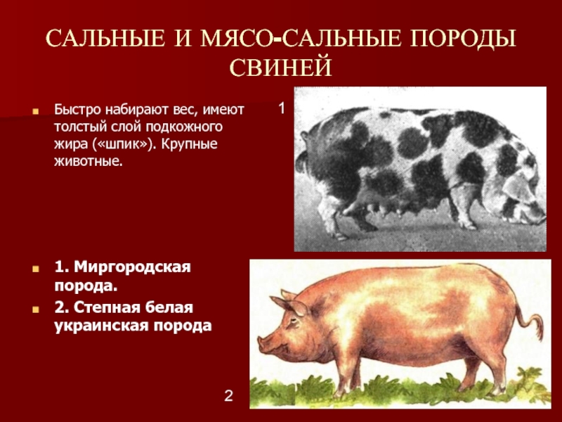 Белорусская порода поросят фото и описание