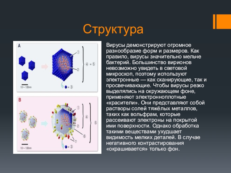 Вирусную частицу называют