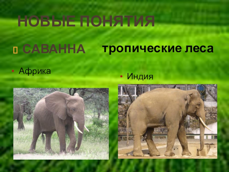 Слон какая природная зона. Обитатели саванны и тропических лесов. Животные саванны и тропического леса. Животные обитающие в саванне и тропических лесах. Саванна и тропический лес животные.