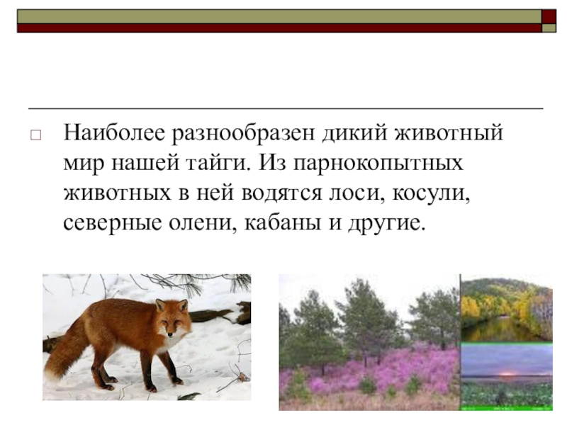 Более разнообразны. Животные красной книги тайги. Сообщение на тему животные Иркутской области. Презентации на тему красная книга тайги. Пословицы с парнокопытными животными.