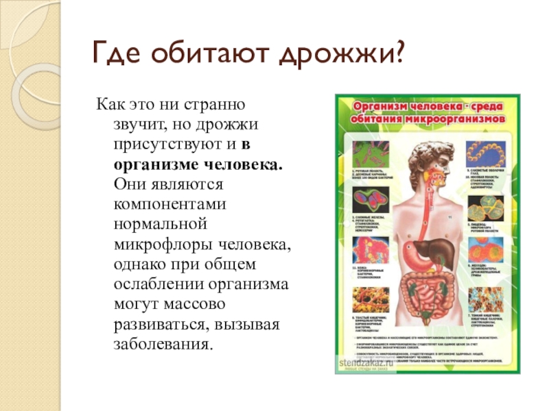 где могут обитать дрожжи. что такое дрожжи в кулинарии. дрожжи презентация. использование дрожжей. строение дрожжевых грибов.