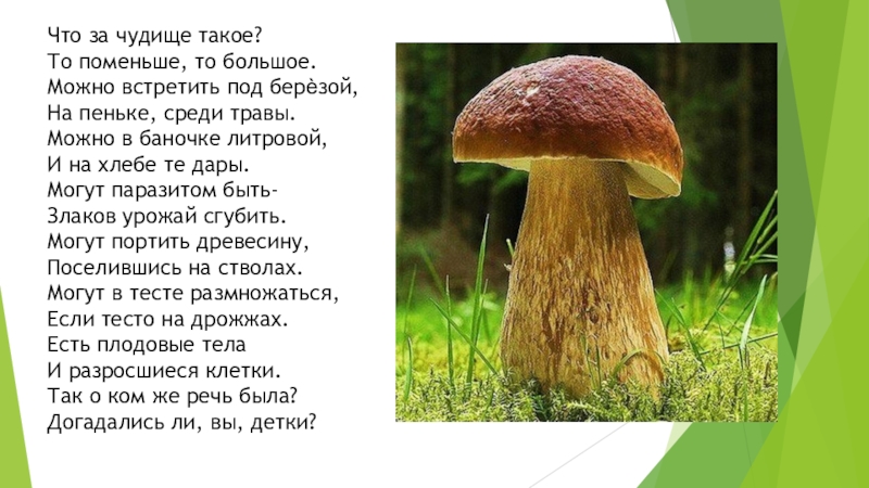 White mushroom - description for children