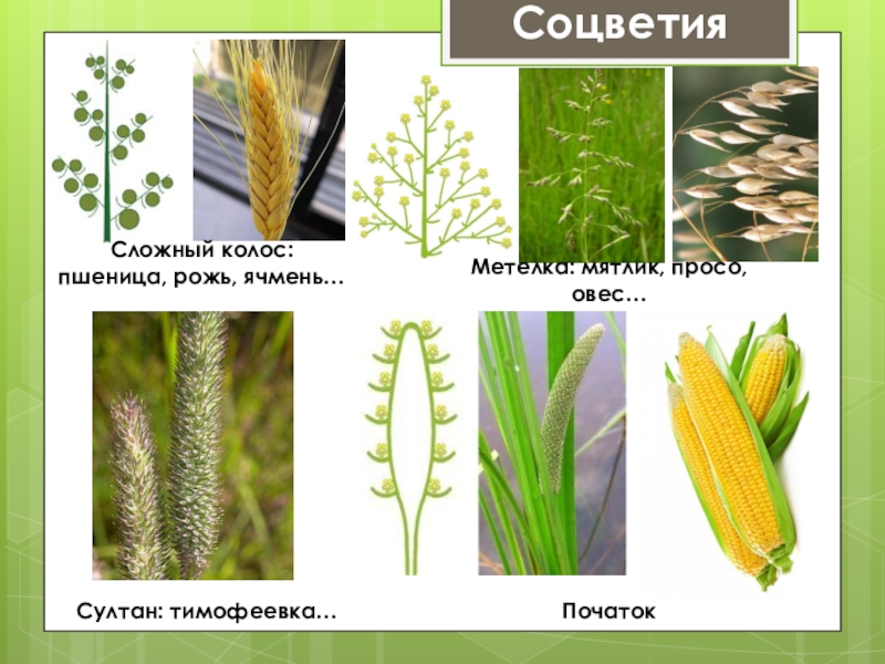 Соцветие сложный колос характерно для растений. Рожь соцветие Колос. Соцветие пшеницы. Сложный Колос пшеницы. Соцветие Колос пшеница.