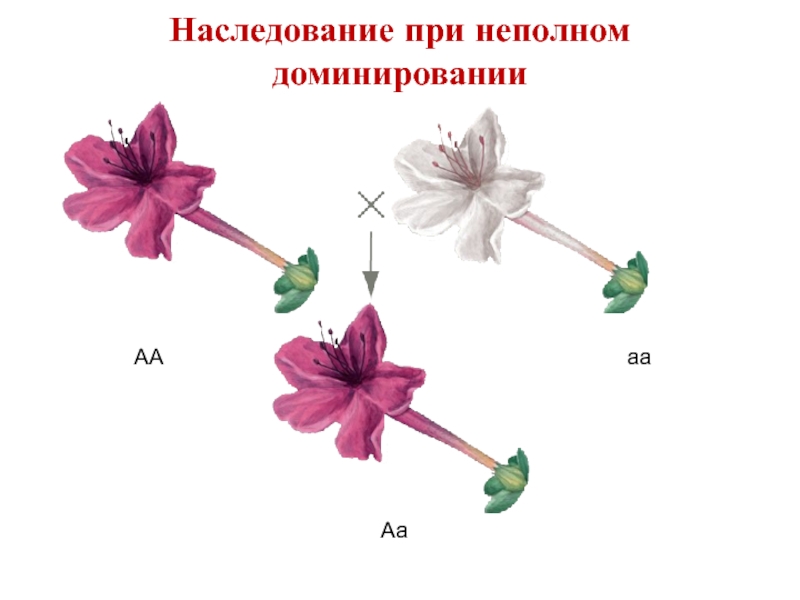 Что такое неполное доминирование в биологии. При неполном доминировании. Неполное доминирование это в биологии. Цвет волос неполное доминирование. Мирабилис неполное доминирование.