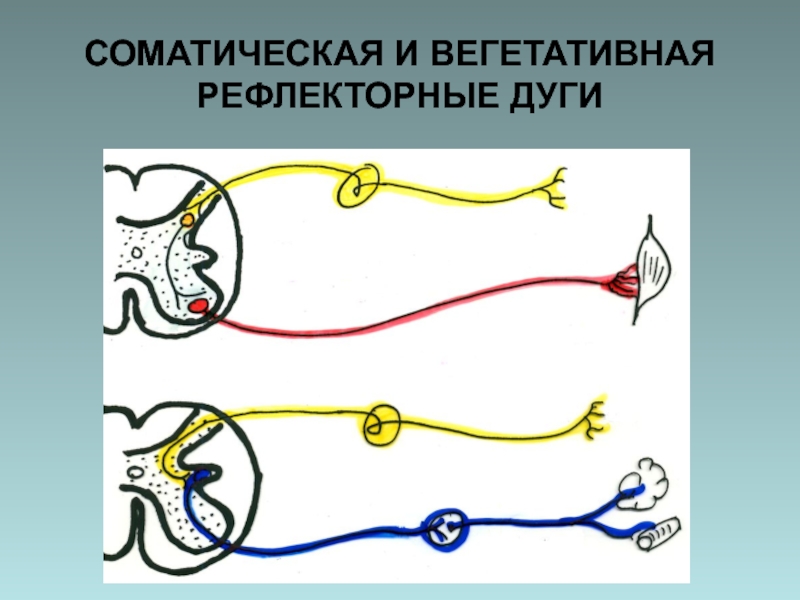 Би рефлекторные. Рефлекторная дуга соматической нервной системы. Дуга вегетативного симпатического рефлекса. Рефлекторная дуга ВНС. Схема рефлекторной дуги симпатической нервной системы.