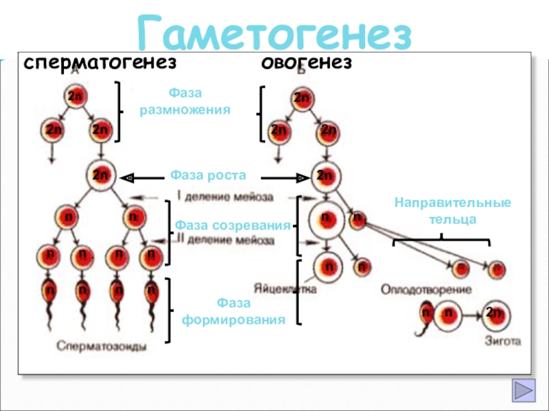 4 этапа сперматогенеза. Фаза созревания гаметогенеза. Усиленная фаза роста овогенез. Фазы гаметогенеза схема. Фаза размножения сперматогенеза.