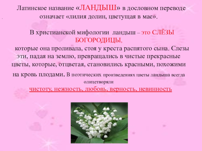 В цвету перевод. Латинское название ландыша в дословном переводе означает. Ландыши и слезы Богородицы. Перевод названия этого цветка означает Лилия Долин Цветущая в мае. Латинские названия здоровье.