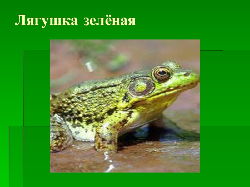 Лягушка млекопитающее. Зеленая лягушка Подтип. Экология земноводных. Млекопитающие жаба.