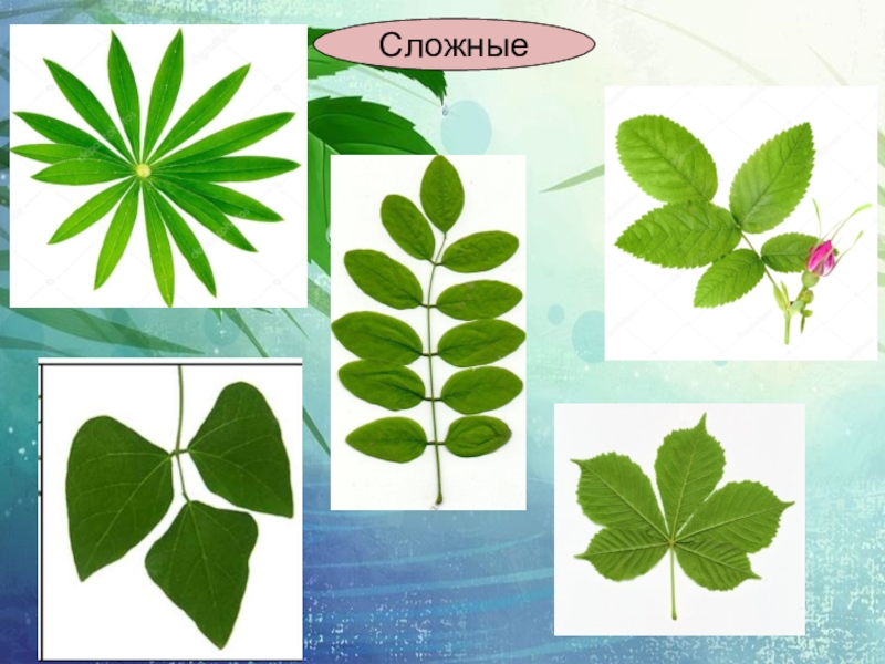 Презентация строение листа 6 класс биология