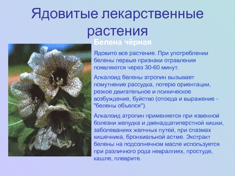 Растение белена фото и описание