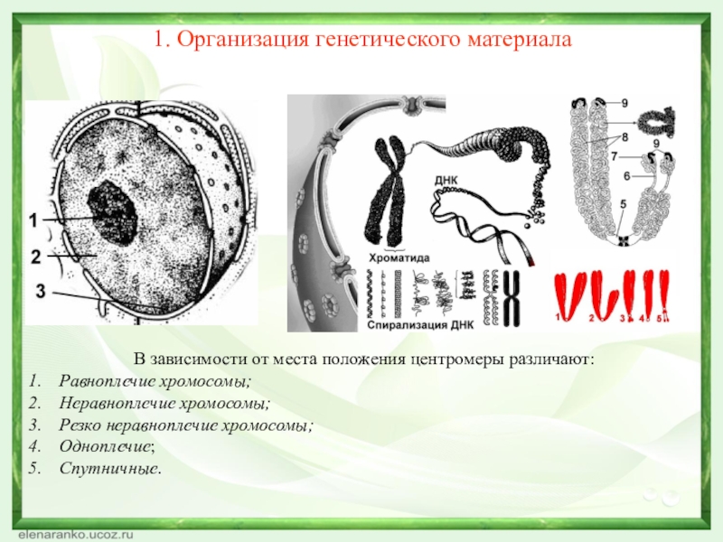 В зависимости от места положения центромеры различают: Равноплечие хромосомы;Неравноплечие хромосомы;Резко неравноплечие хромосомы;Одноплечие;Спутничные.1. Организация генетического материала
