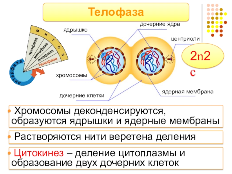 Образуются дочерние клетки. Исчезают веретена деления формируется ядерные оболочки. Ядра в дочерних клетках формируются. В какой фазе нити веретена деления распадаются?.