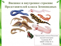 Презентация по биологии на тему Внешнее и внутреннее строение Земноводных (7 класс)