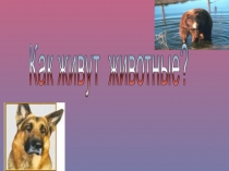 Презентация по окружающему миру 1 класс Животные