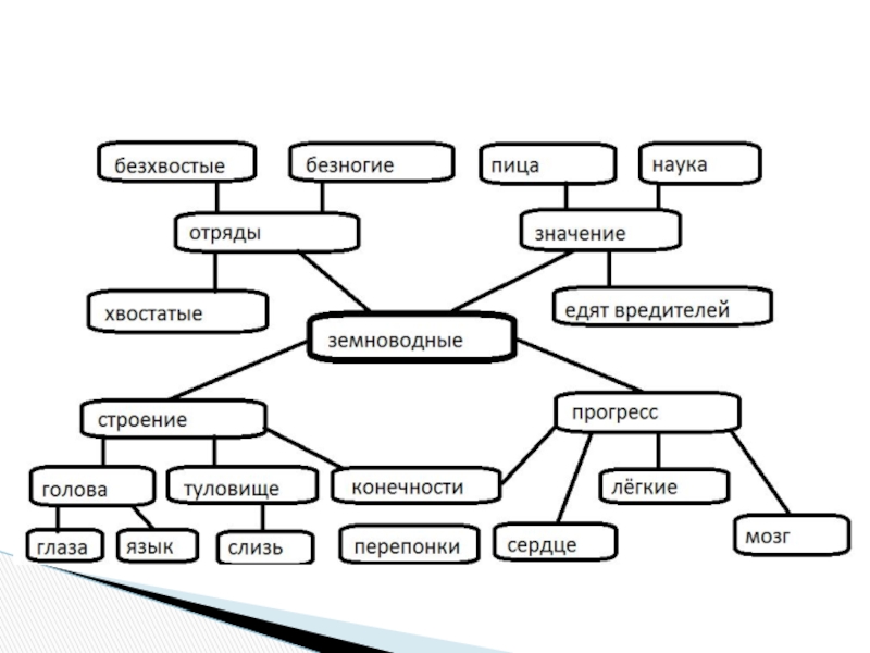 Ментальная карта биология 7 класс