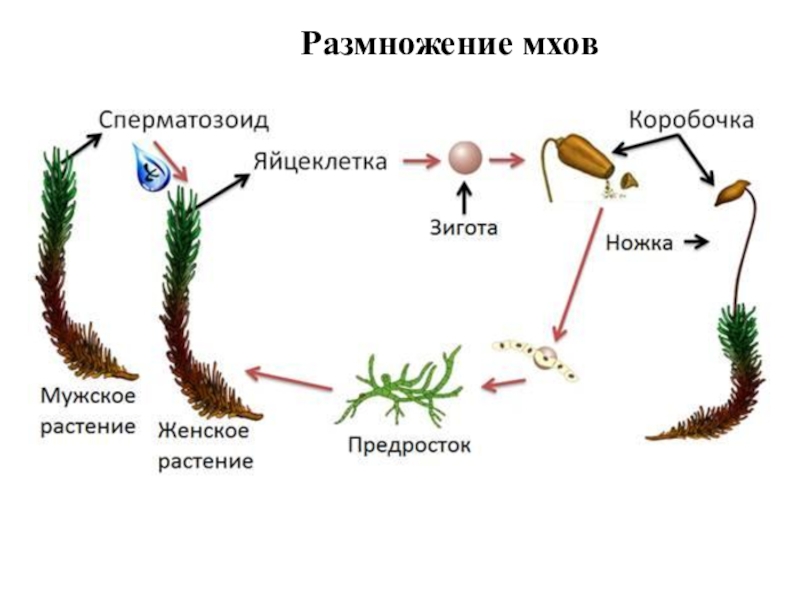 Кукушкин лен какая группа организмов. Цикл размножения мха Кукушкин лён. Кукушкин лён мужской и женский гаметофит. Жизненный цикл мха Кукушкин лен схема. Размножение мхов схема.