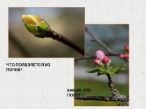 Презентация по биологии на тему Внешнее строение листа (6 класс)