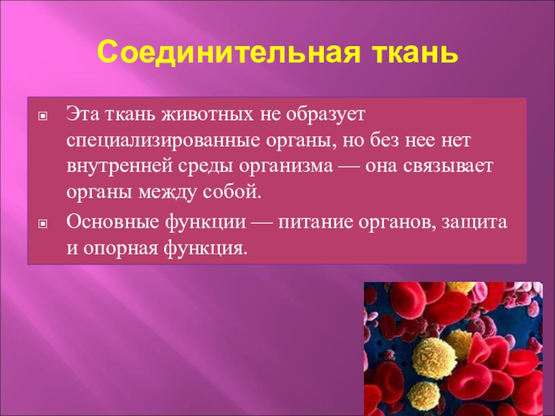 Соединительная в организме. Соединительная ткань животных. Соединительная животная ткань. Функции соединительной ткани животных. Ткани животных соединительная ткань.